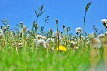 Obraz premium Löwenzahnwiese