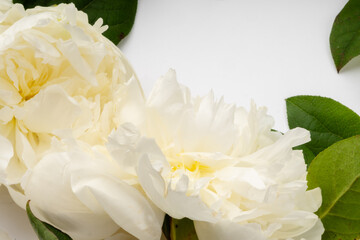 frame of gentle peony background