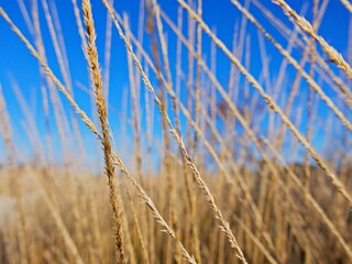 Fototapeta premium Präriegras