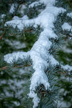 Pattern of Snow on Blue Atlas Cedar Needles