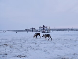 Fototapeta na wymiar A beautiful deer living beyond the Arctic Circle. Search for food under the snow. Ecology and gas industry