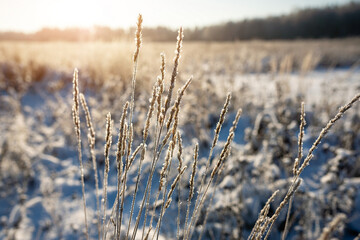 Fototapeta premium Frozen spikelets on a snowy winter wheat field