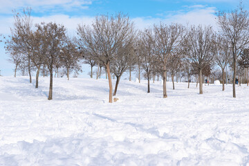 Winter landscape with tree and clean, white snow.