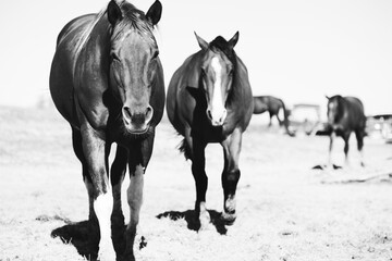Mare horses walking through rural field in black and white for western farm scene with horse herd.
