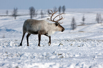 Noble beautiful deer walks on the snowy tundra