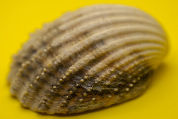 shell sea close up nature