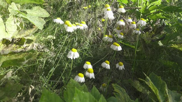 German camomile (Matricaria chamomilla) with drooping petals finish their season and wither in the August mountain meadows. North Caucasus, 2500 m A.S.L
