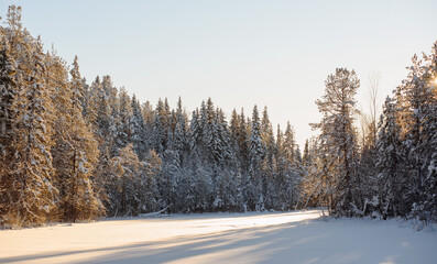 Fototapeta na wymiar Winter in the wildwood.
