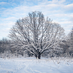 A large beautiful oak tree in a winter, snowy, frosty forest before sunset. Winter landscape of Belarus.