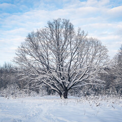 Fototapeta premium A large beautiful oak tree in a winter, snowy, frosty forest before sunset. Winter landscape of Belarus.