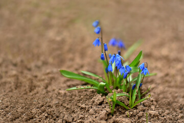 Blue flowers of Scilla (lat. Scilla difolia L.) bloom in spring in the garden