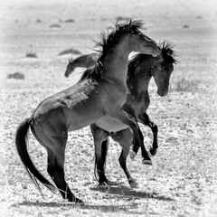 Fototapeta na wymiar Zwei wilde Pferde in der Wüste nahe Aus, Namibia