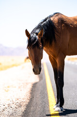 Wildes Pferd auf einer Straße in Namibia