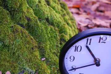 Large round clock detail of a mossy tree trunk in front of a forest in winter January