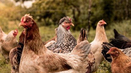 Hen and chickens
Gallinas 