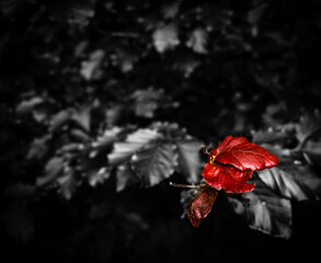 Red leaf in the dark forest