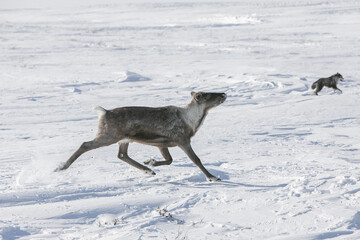 Running deer, Swedish arctic tundra