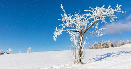 Baum mit Schnee und Rauhreif bedeckt, eine winterliche Landschaft und blauer Himmel, Panorama.