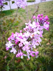 Obraz premium purple Lilac flowers blooming on tree branch in garden
