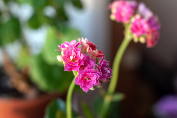 Close up Pink Flower Kalanchoe Houseplant, selective focus.