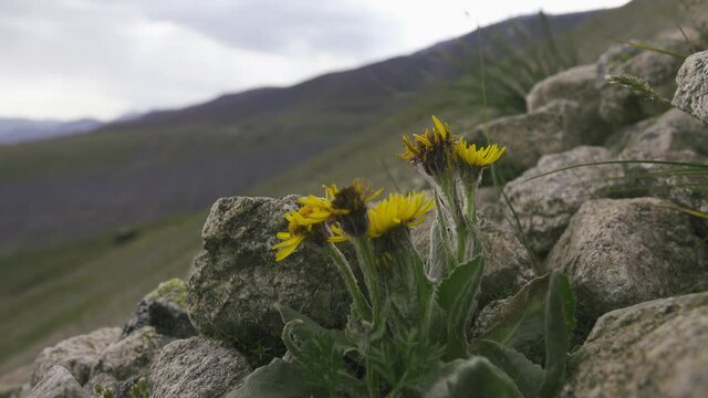 Groundsel (Senecio karjaginii. Astera) on pasturage of slopes of the North Caucasus mountains, 3000 m A.S.L
