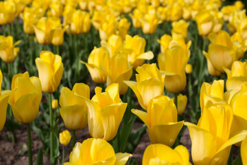 Field of blooming yellow tulips closeup. Spring background