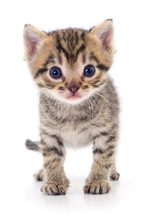 Kitten on white background.