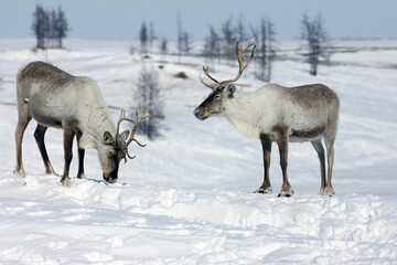Two loving deer