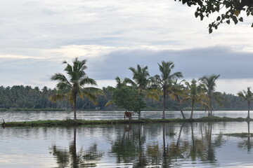 Plakat kerala backwater with coconut trees