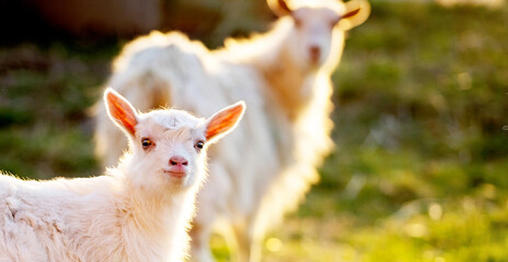 goat and cute little goatling in spring