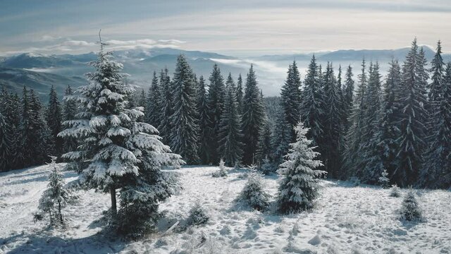 Closeup pine trees at snow mountain top aerial. Nobody nature landscape at sun winter. Fir forest at hoarfrost. Mist and fog over white snowy mount ridges. Epic Carpathians, Bukovel, Ukraine, Europe