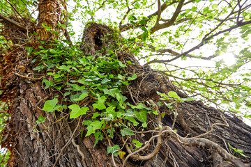 Naklejka na ściany i meble spring tree with green leaves