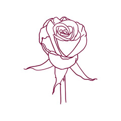 Beautiful hand drawn ornate rose flower in doodle style. Vector illustration.