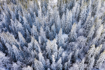 Winter landscape in the daytime from air. Forest under the snow. Snowy backgrounds. Snowy weather and snowfall.