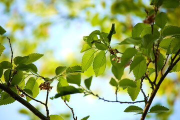 spring tree with green leaves