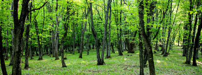banner of green forest summer nature background