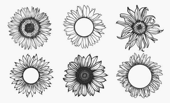 Sketch of sunflower set. Hand drawn outline. Vector illustration.