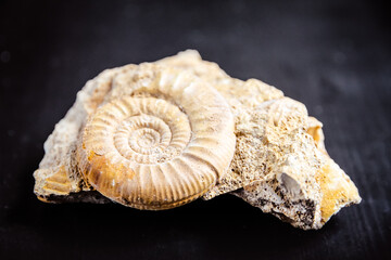 Ammonite fossil isolated on a black background