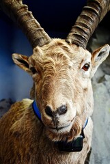 A Steinbock or Alpine ibex is a species of wild goat living in the Alps with a radio location collar. Located in Hohe Tauern National Park and near the Grossglockner High Alpine Road. 