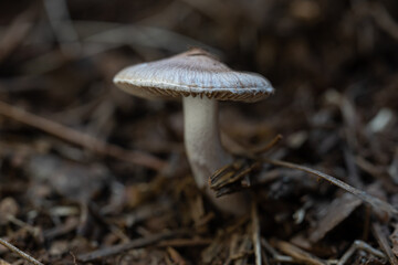 mushrooms in the green forest in winter