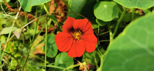 red poppy flower