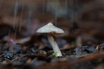 mushrooms in the green forest in winter