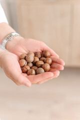 A handful of macadamia nuts in their hands.
