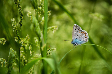 butterfly on a green grass