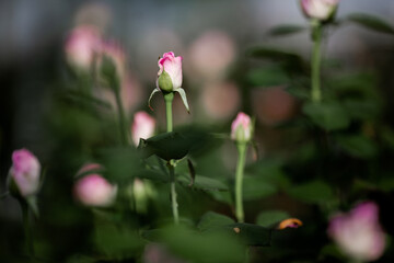 Obraz na płótnie Canvas Bushes of beautiful live pink roses