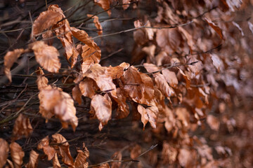 Brown leaves on trees during winter