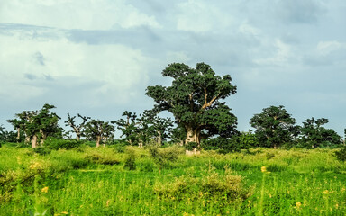 Giant baobabs from the Bandia nature reserve in Senegal