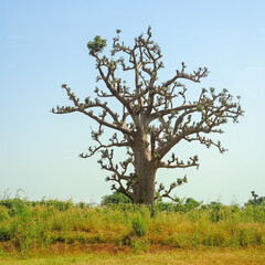 Giant baobabs from the Bandia nature reserve in Senegal