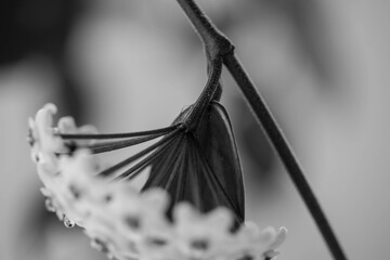 Simplicity