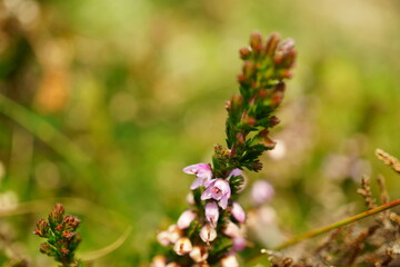 Macro photography of heather with copy space in austrian alps